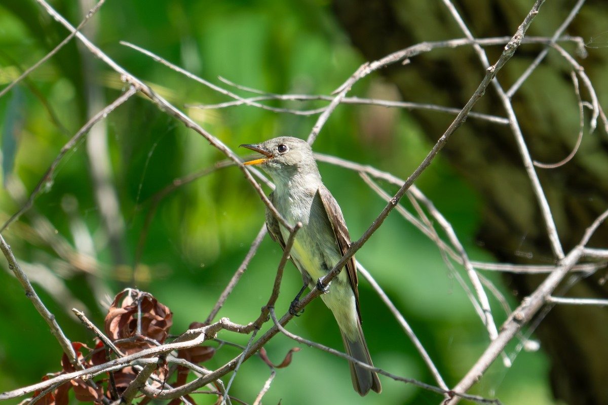 Eastern Wood-Pewee - ML642259285