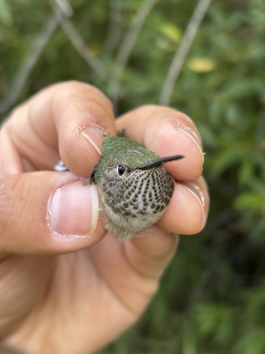 Broad-tailed Hummingbird - ML642259309