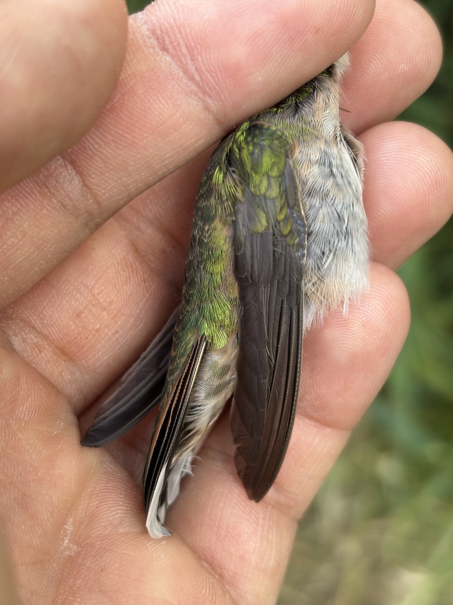 Broad-tailed Hummingbird - ML642259310