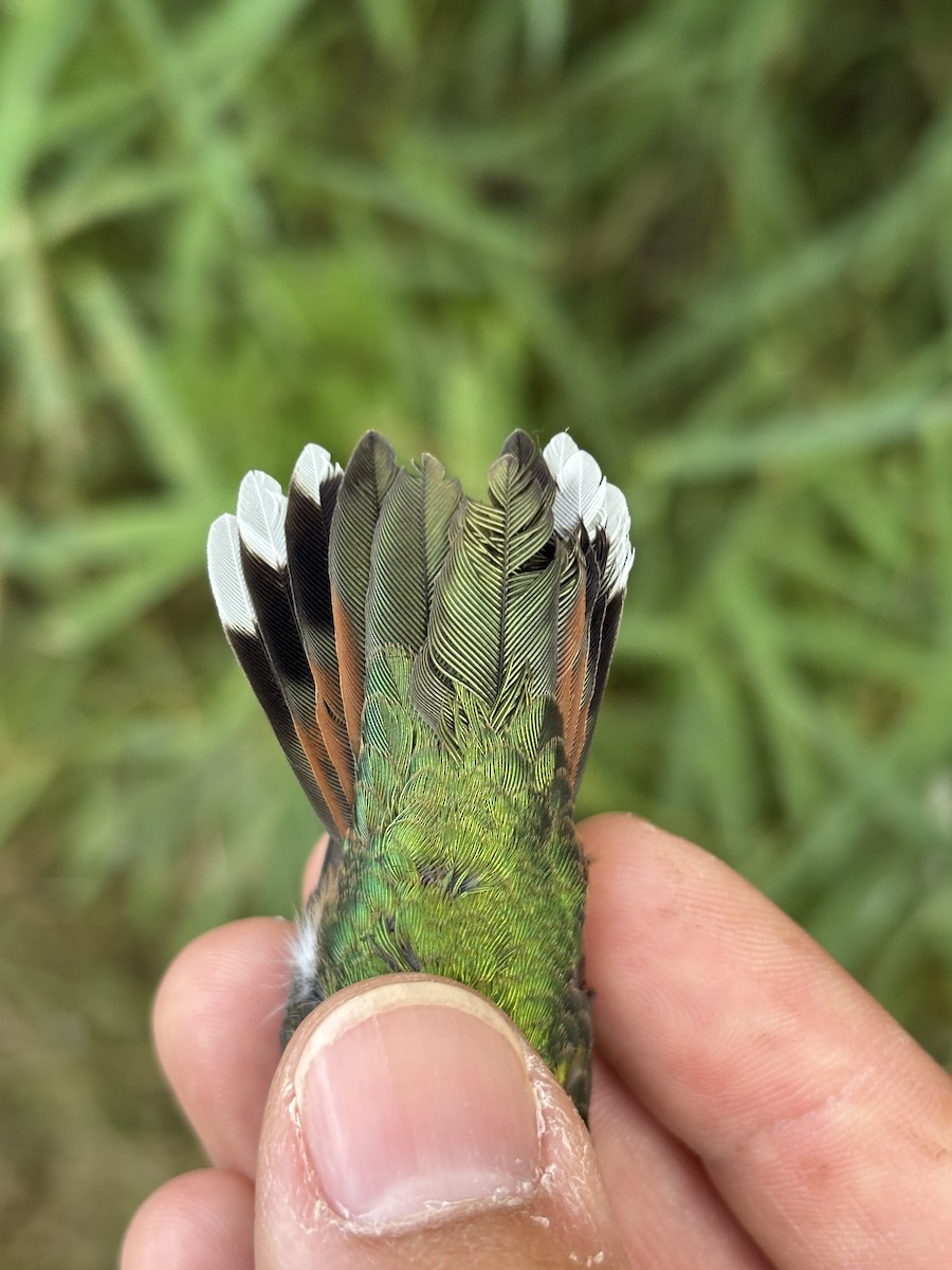 Broad-tailed Hummingbird - ML642259311