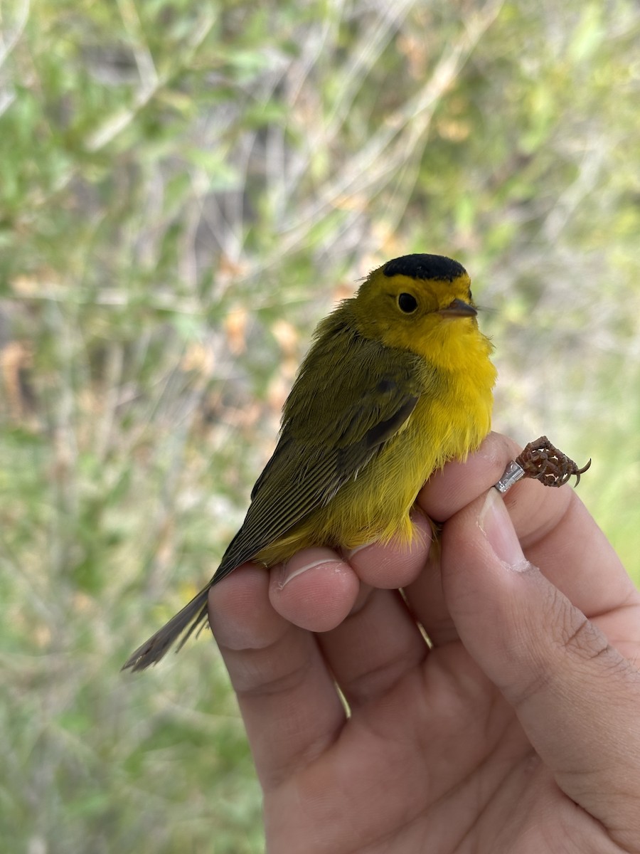 Wilson's Warbler - ML642259317