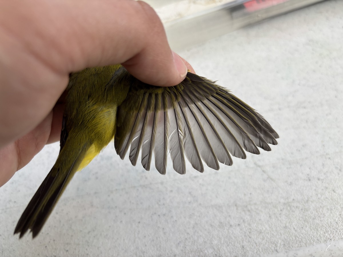 Wilson's Warbler - ML642259319
