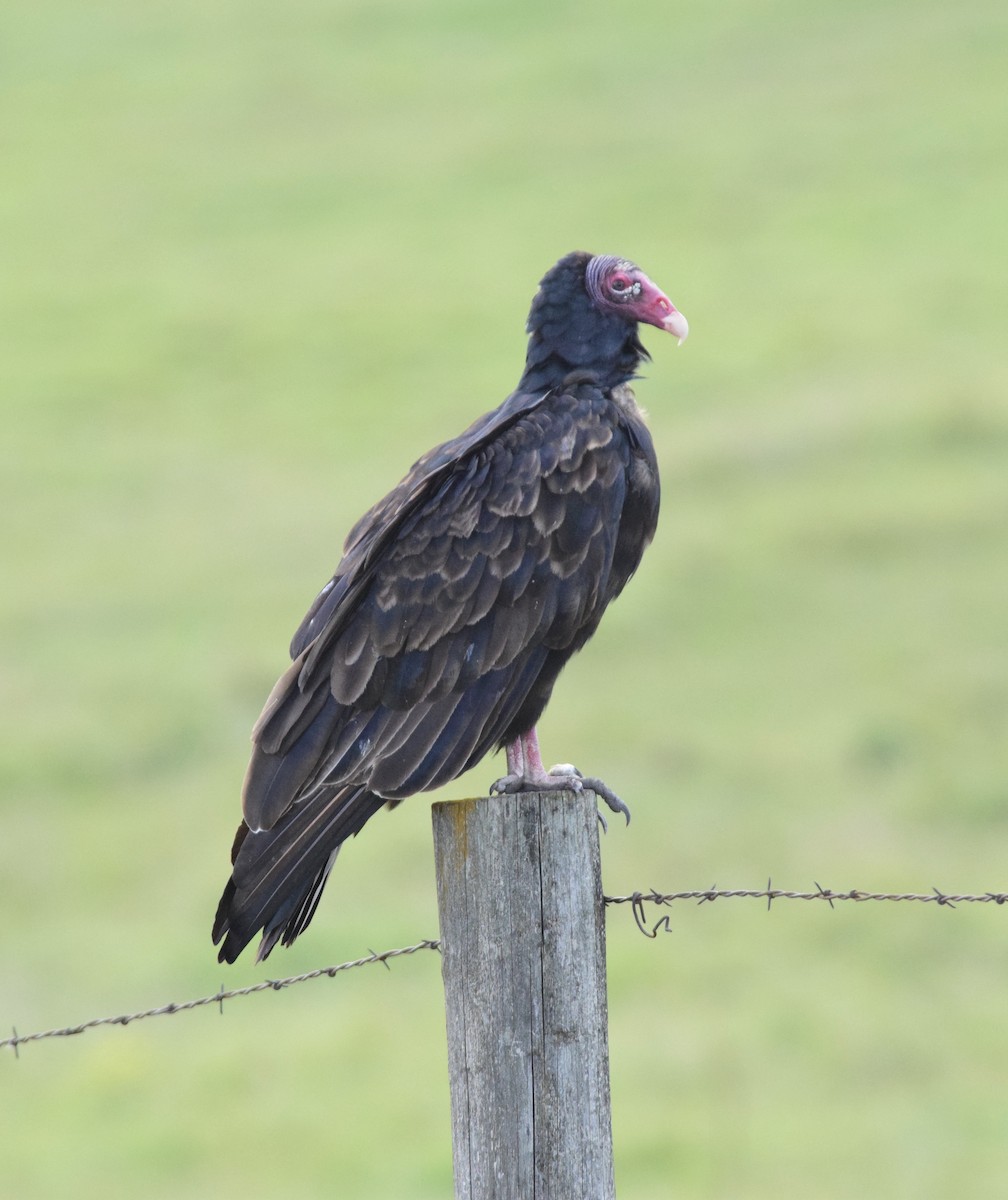 Truthahngeier - ML642259325