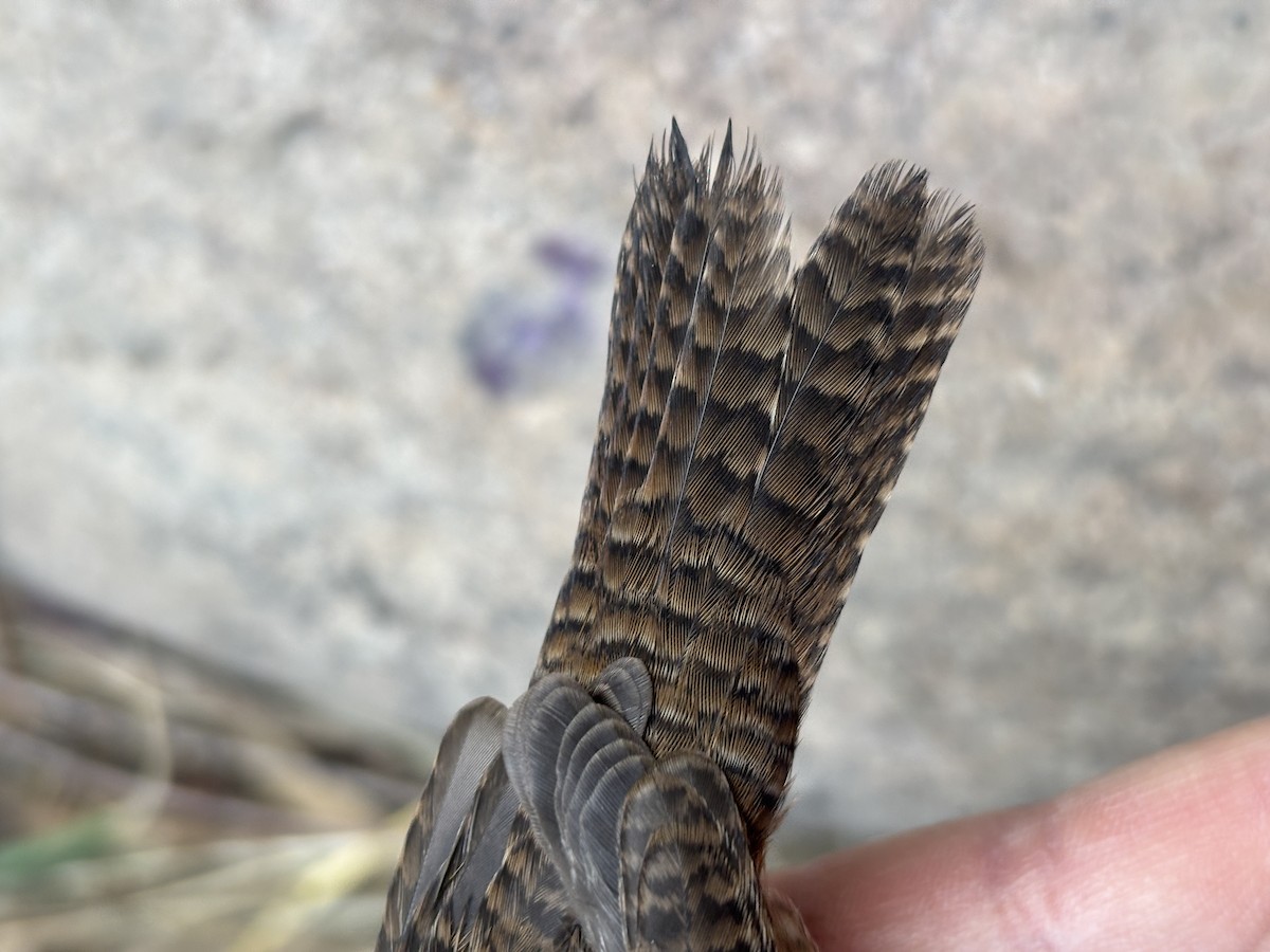 Northern House Wren - ML642259328