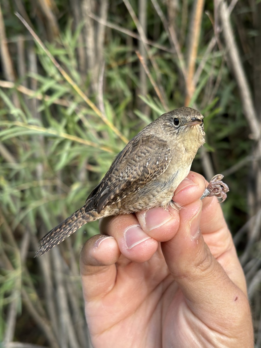 Northern House Wren - ML642259329