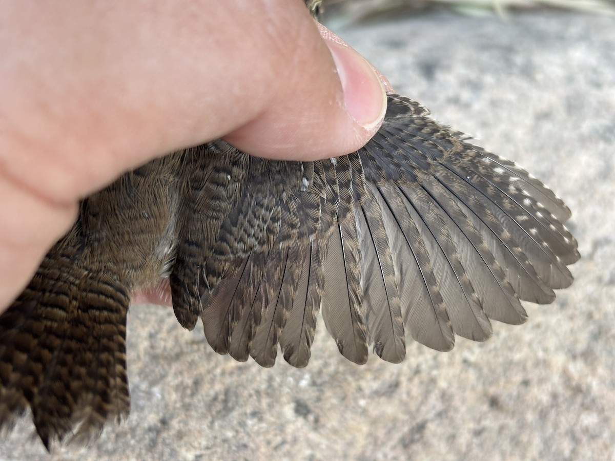 Northern House Wren - ML642259330