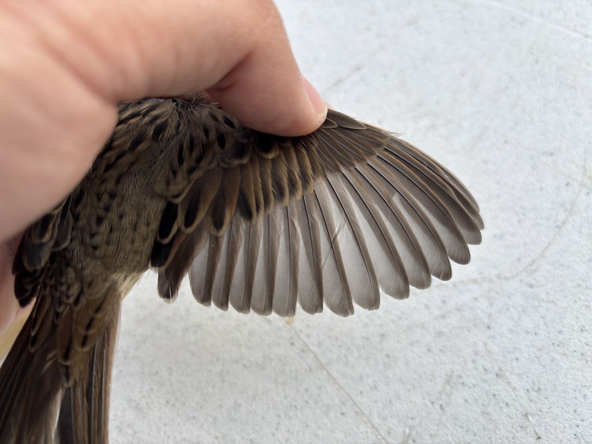 Lincoln's Sparrow - ML642259338