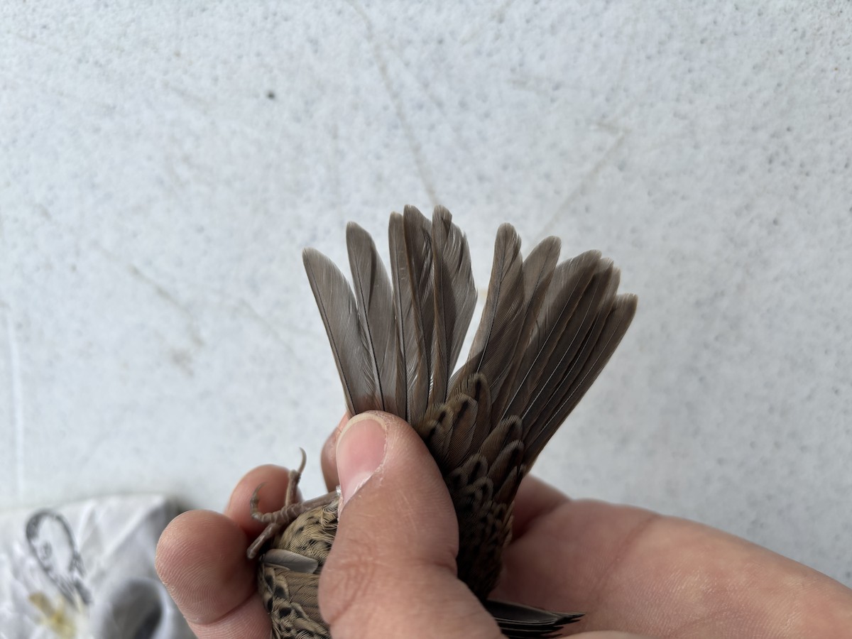Lincoln's Sparrow - ML642259339