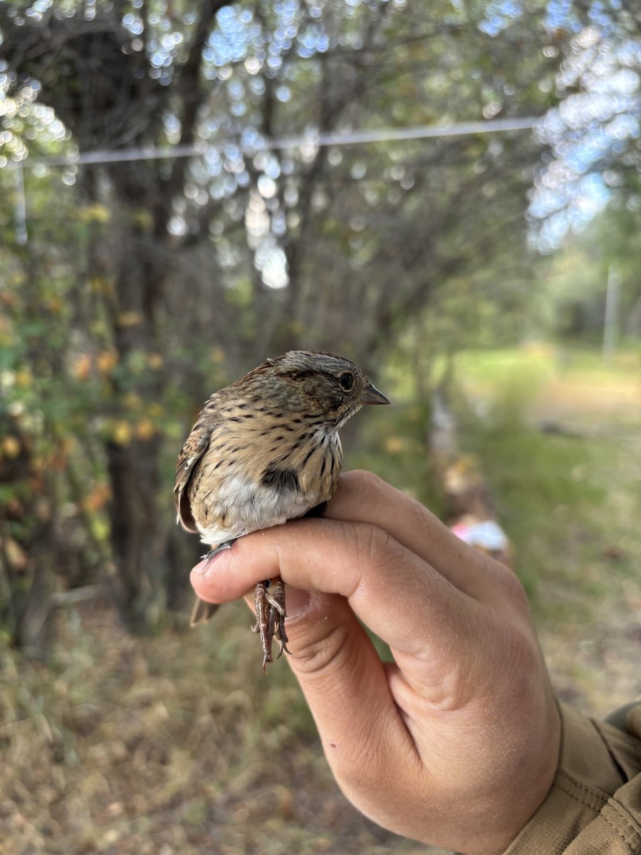 Lincoln's Sparrow - ML642259340
