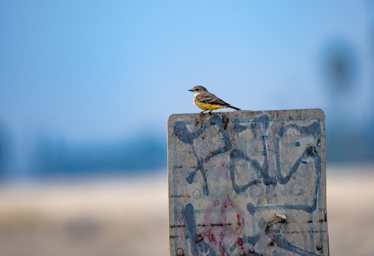Vermilion Flycatcher - ML642259359