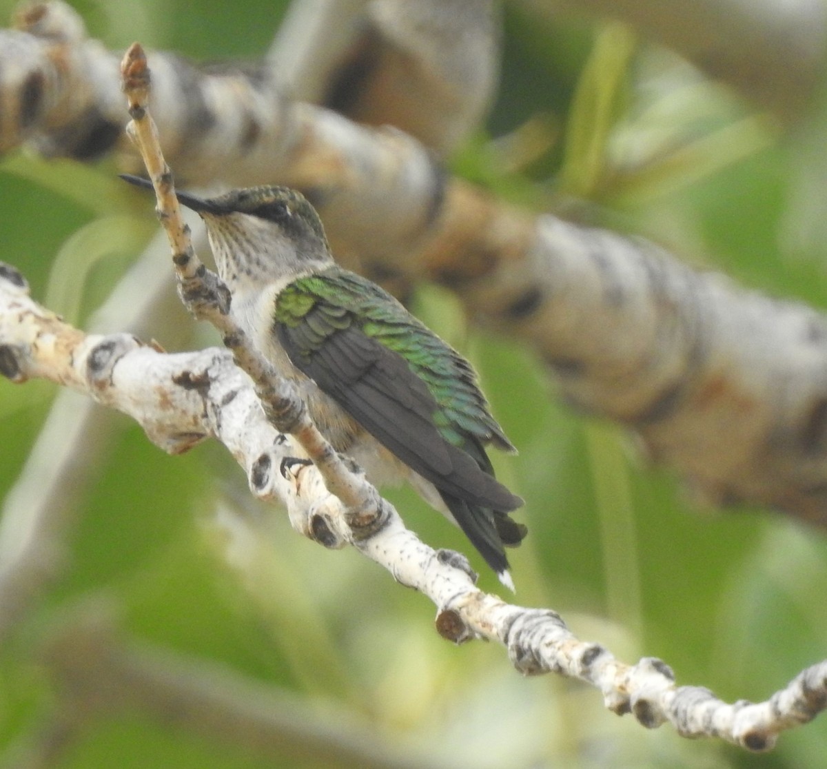 Ruby-throated Hummingbird - ML642259362