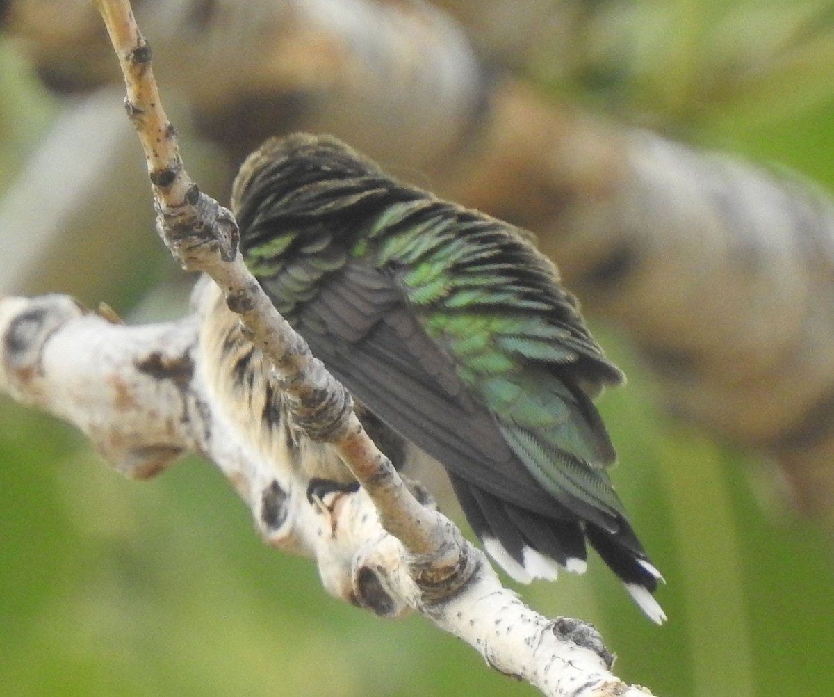 Ruby-throated Hummingbird - ML642259363