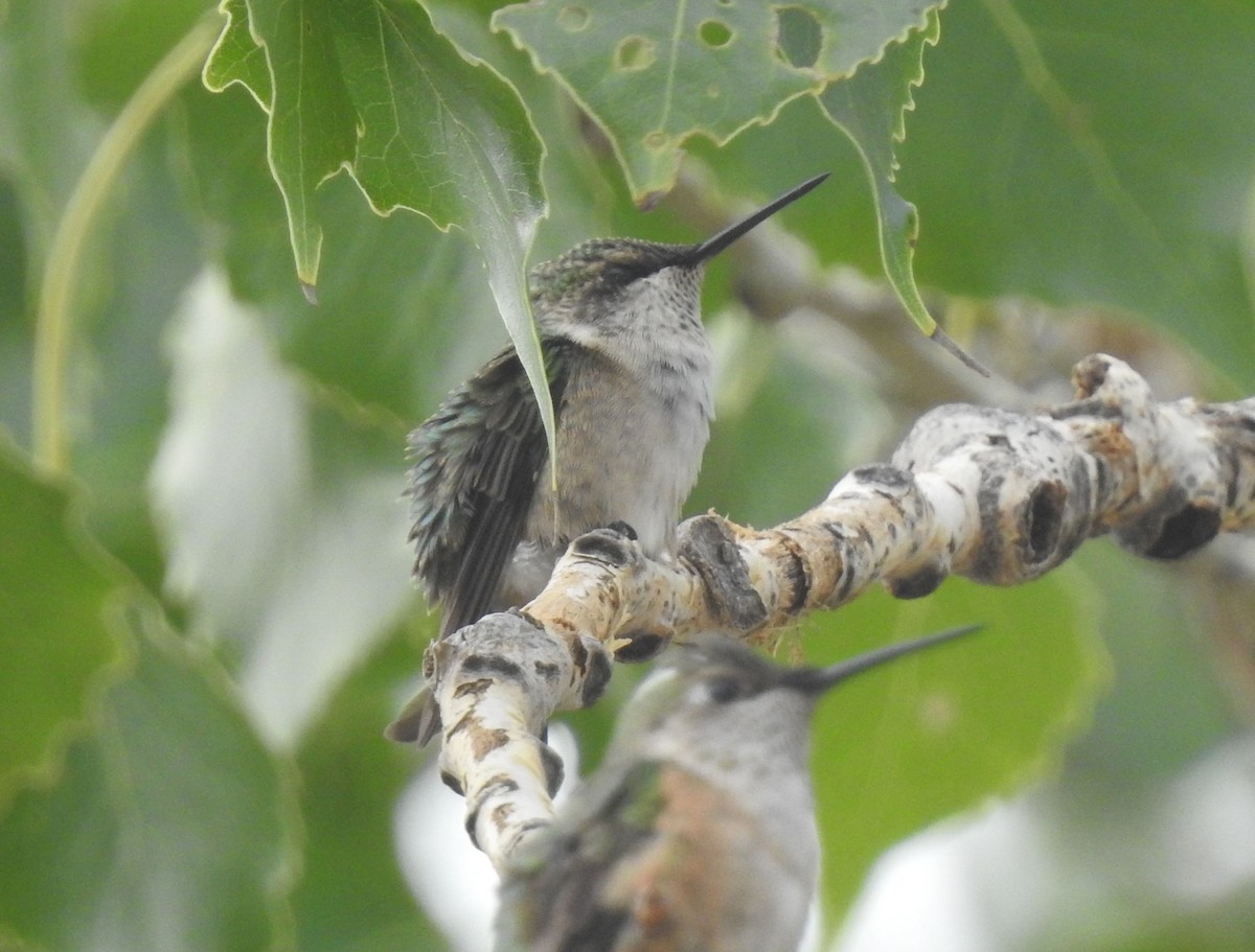 Ruby-throated Hummingbird - ML642259364