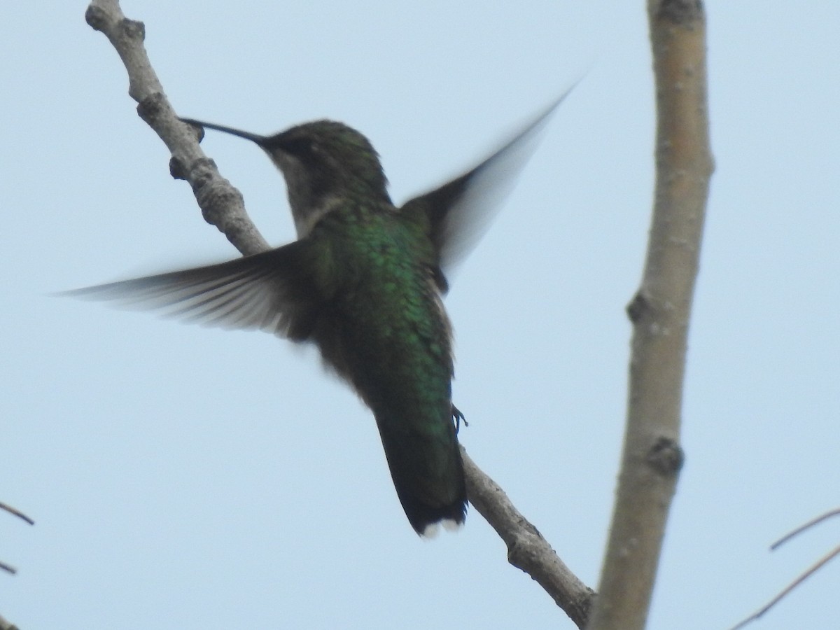 Ruby-throated Hummingbird - ML642259365
