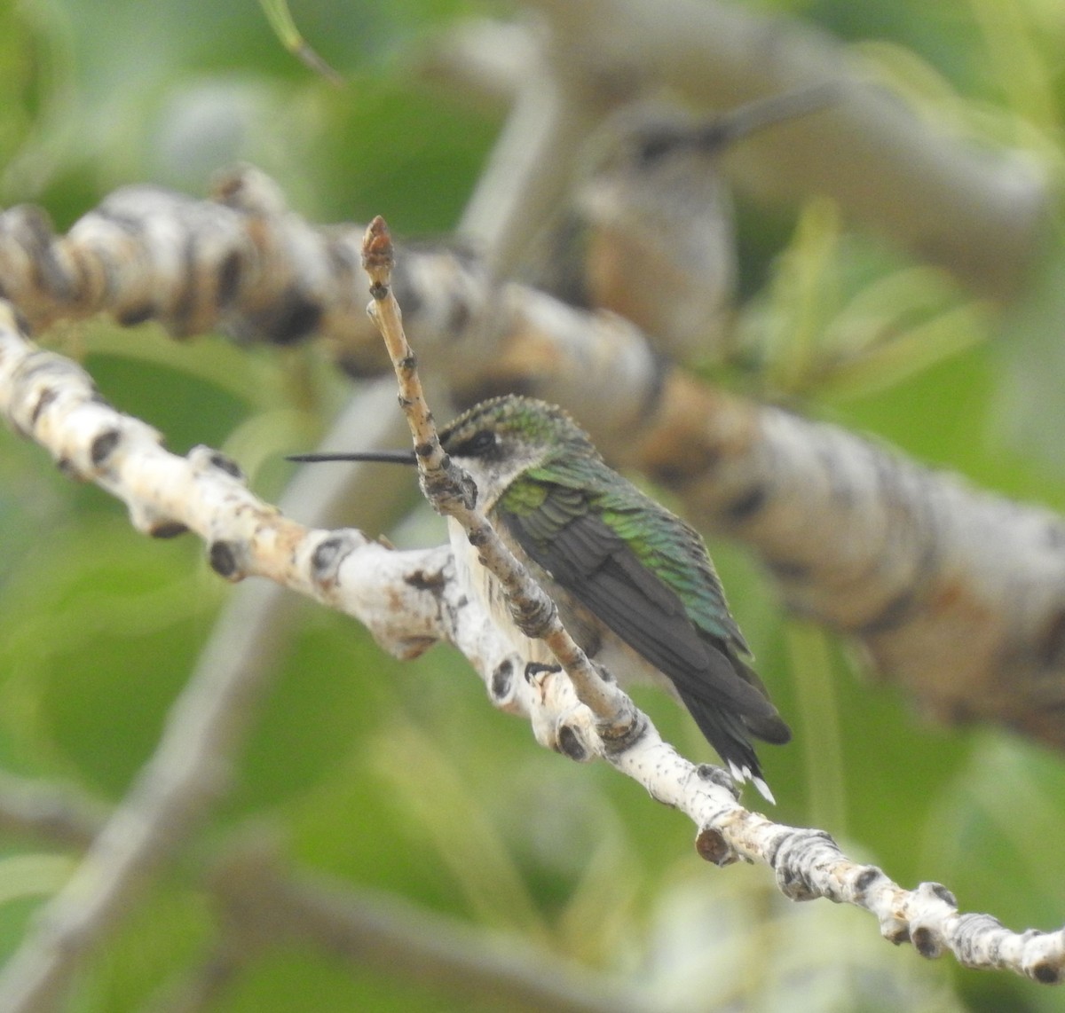 Ruby-throated Hummingbird - ML642259366