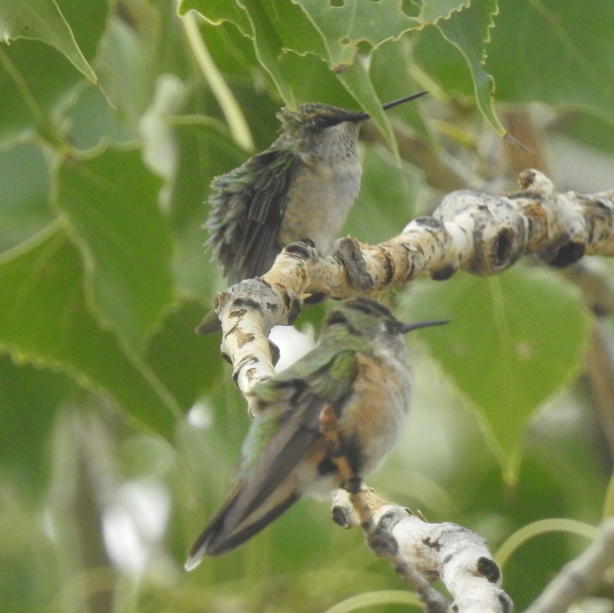 Ruby-throated Hummingbird - ML642259367