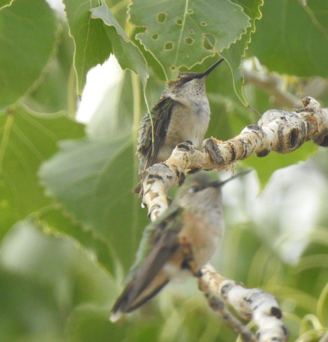 Ruby-throated Hummingbird - ML642259368