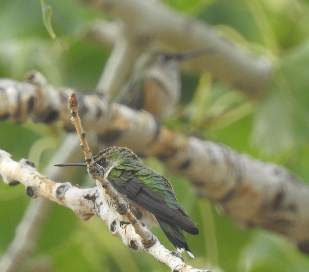 Ruby-throated Hummingbird - ML642259369