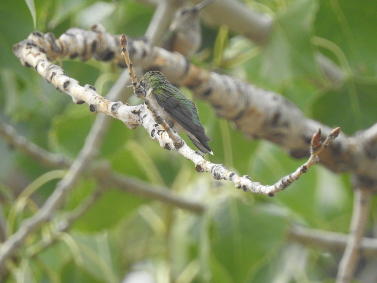 Ruby-throated Hummingbird - ML642259370