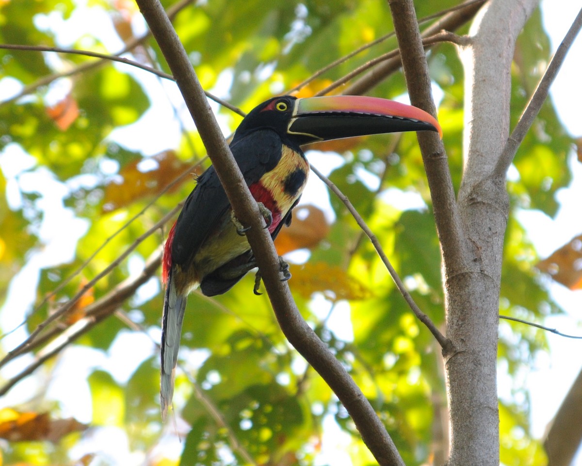 Fiery-billed Aracari - ML642259371