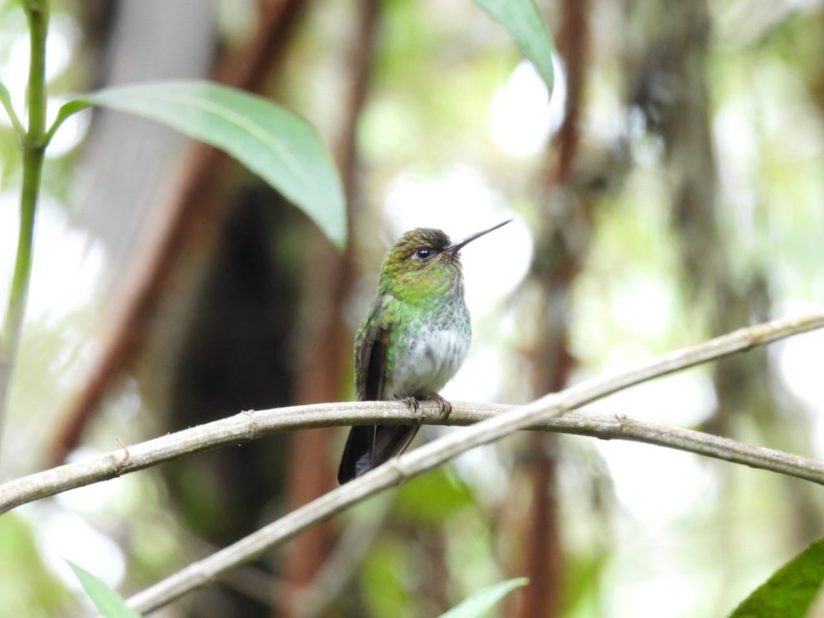 Greenish Puffleg - ML642259391