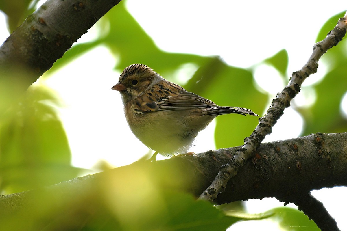 Clay-colored Sparrow - ML642259434