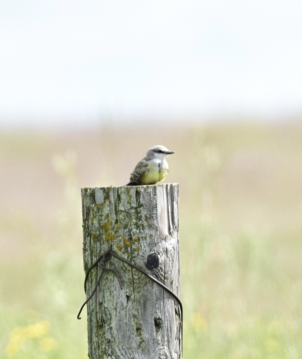 Schmalschnabel-Königstyrann - ML642259436