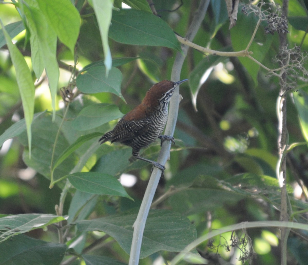 Riverside Wren - ML642259439