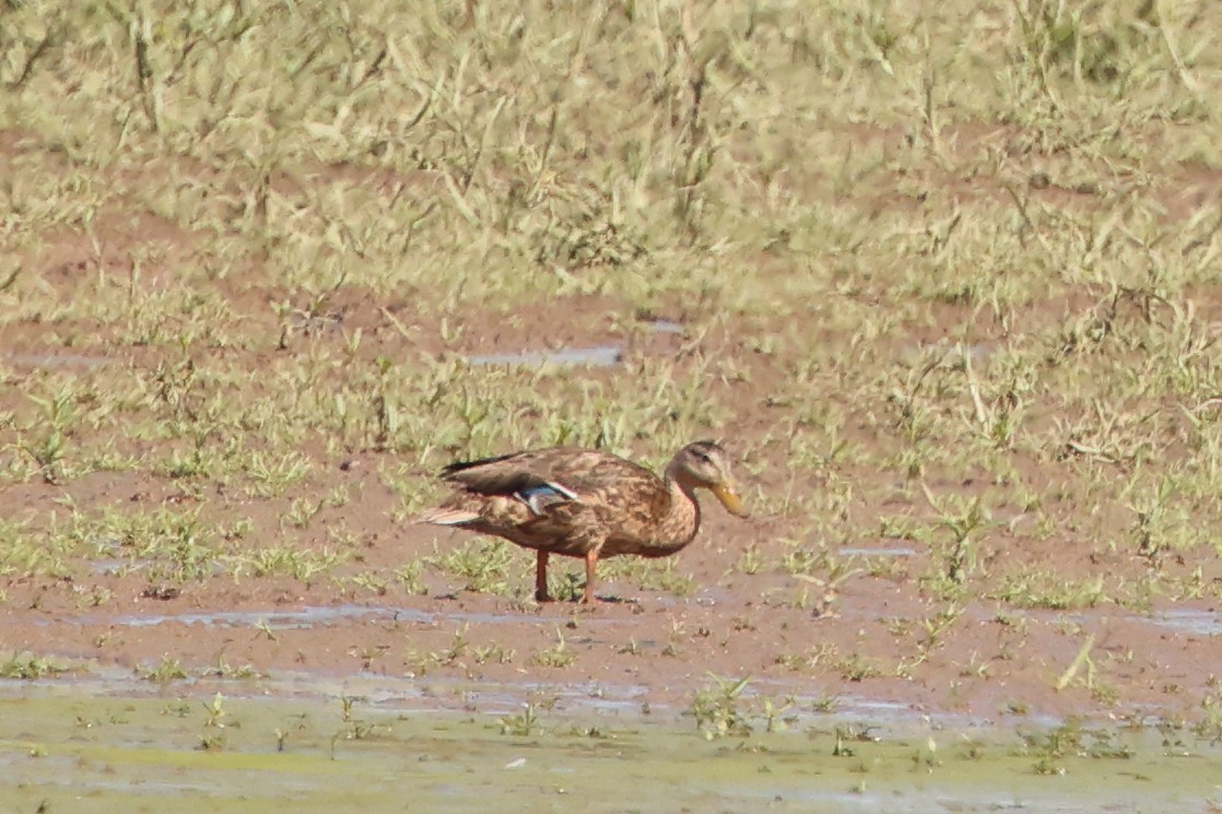 Mallard x Mexican Duck (hybrid) - ML642259448
