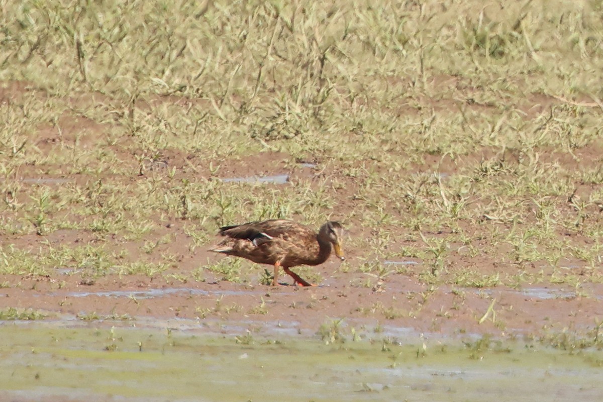 Mallard x Mexican Duck (hybrid) - ML642259449