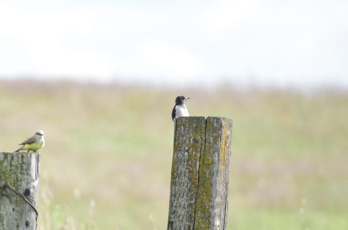 Rotkopfspecht - ML642259456