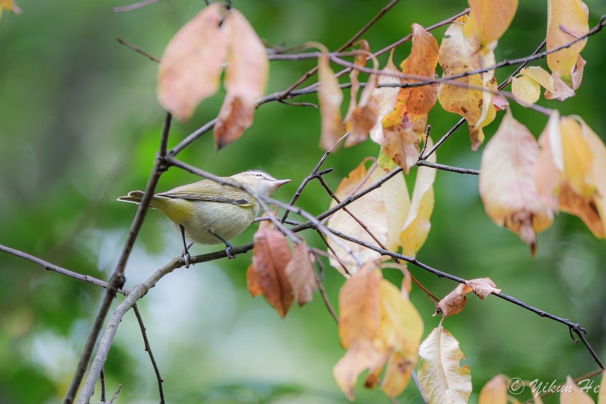 Kızıl Gözlü Vireo - ML642259461
