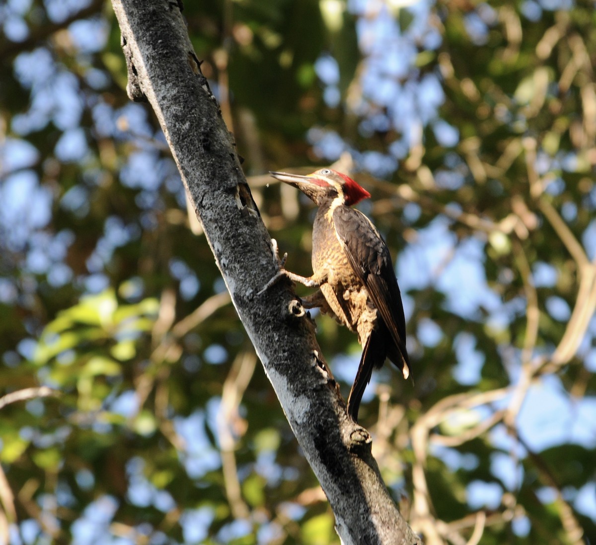 Lineated Woodpecker - ML642259465