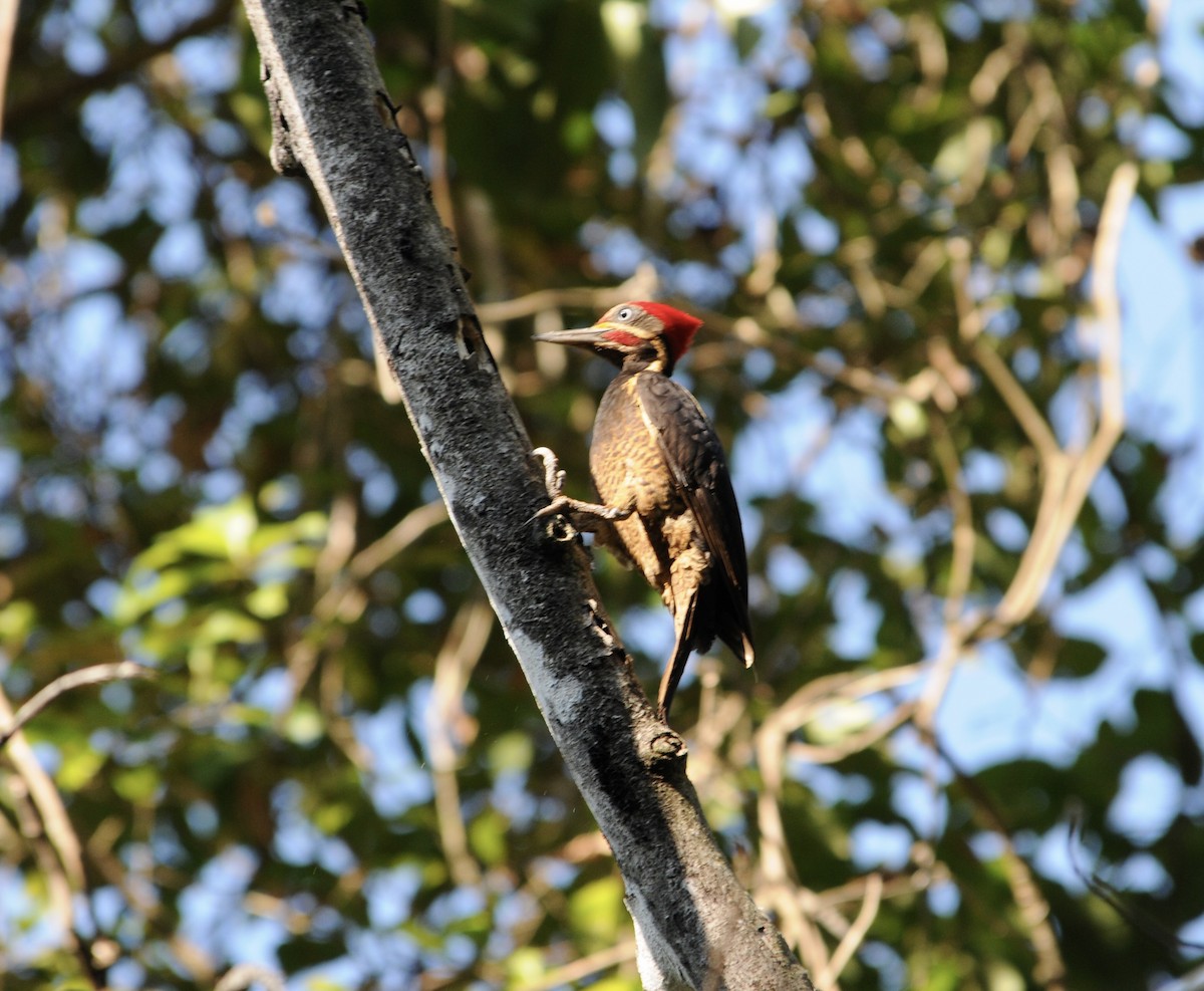Lineated Woodpecker - ML642259475