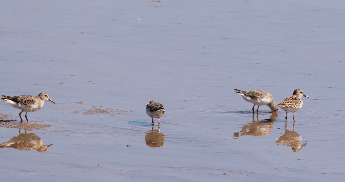 Least Sandpiper - ML642259480
