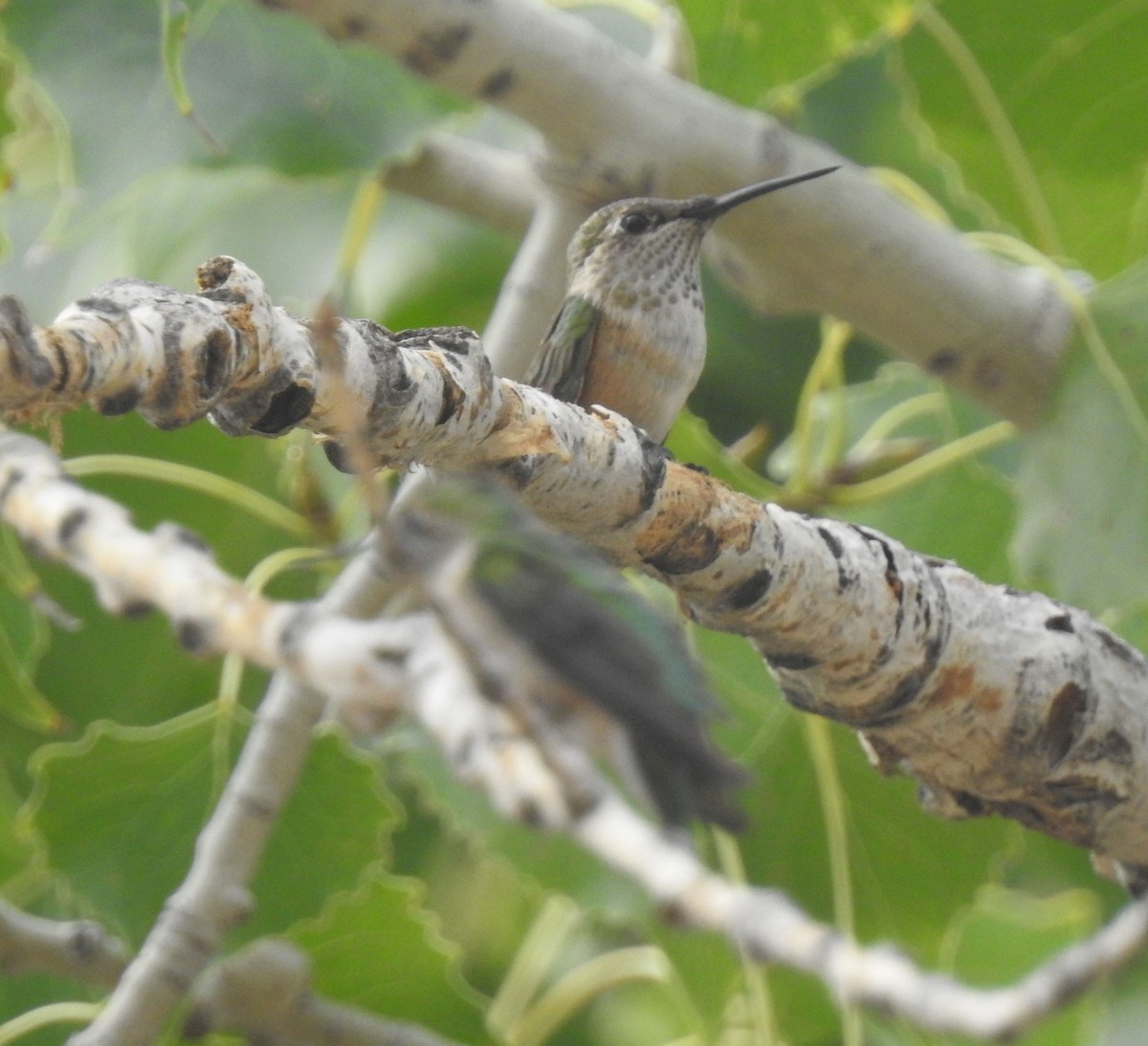 Broad-tailed Hummingbird - ML642259486