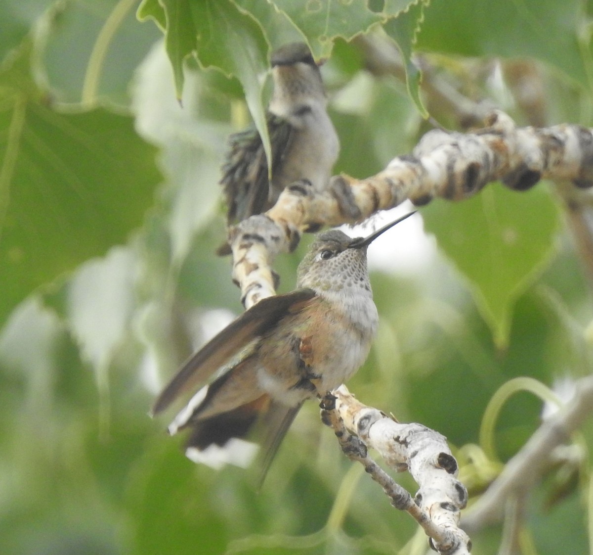 Broad-tailed Hummingbird - ML642259487