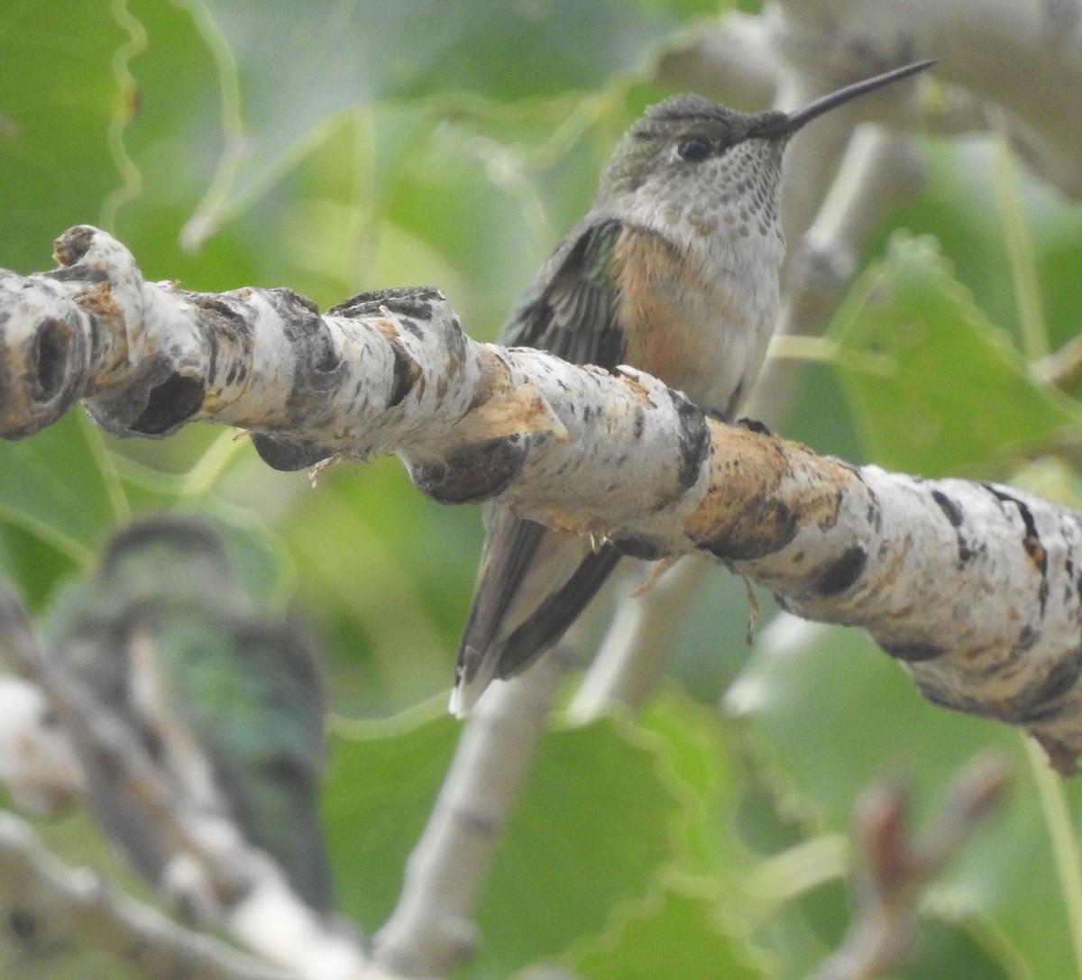 Broad-tailed Hummingbird - ML642259488