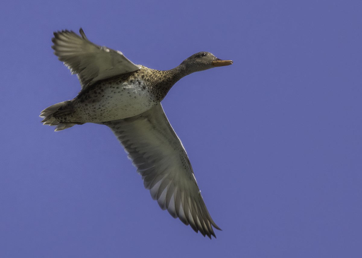 Gadwall - ML642259491