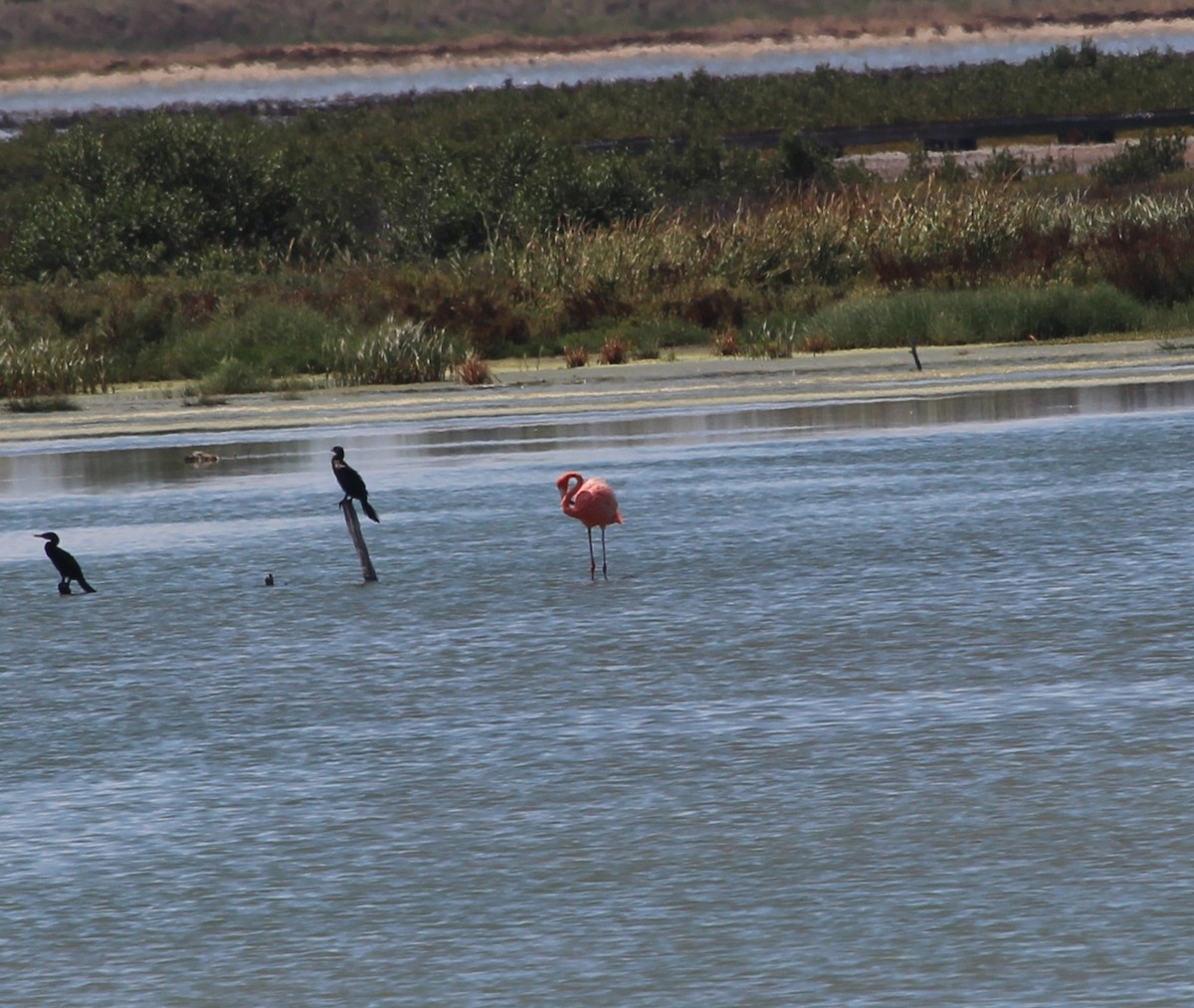 American Flamingo - ML642259494