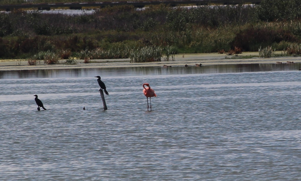 American Flamingo - ML642259496