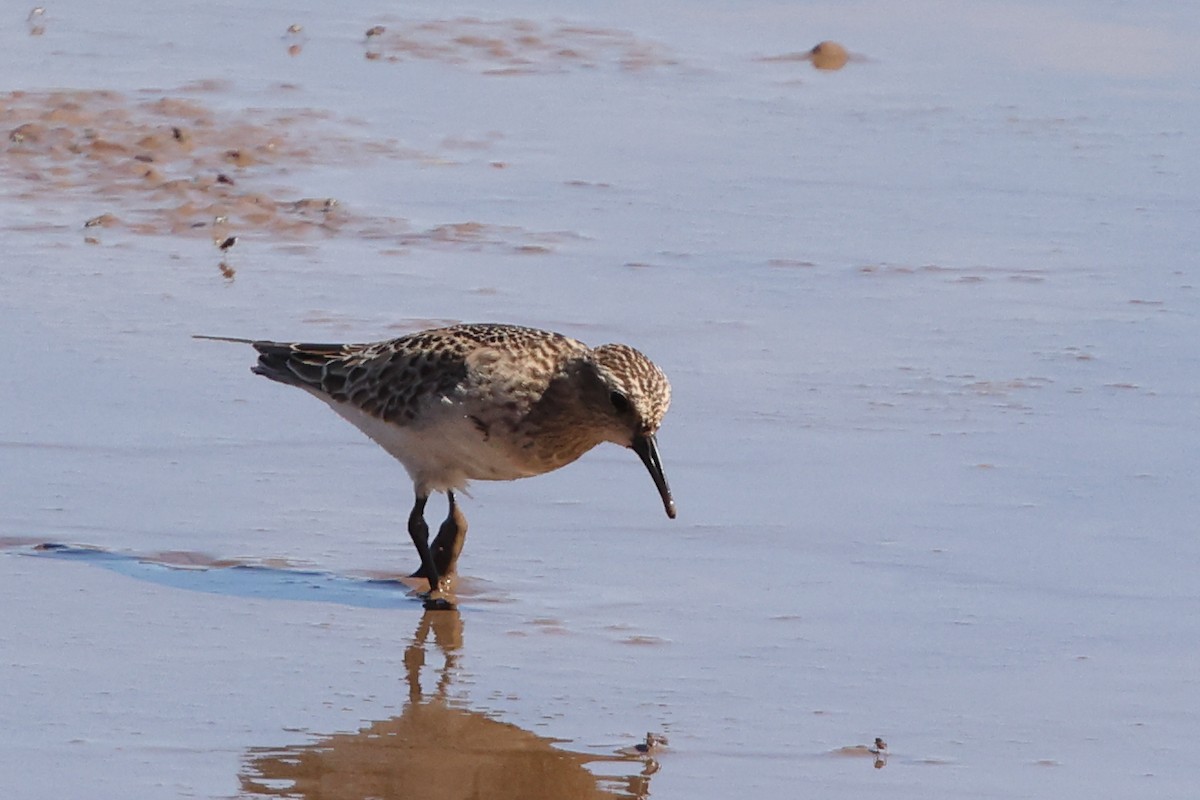 Baird's Sandpiper - ML642259498