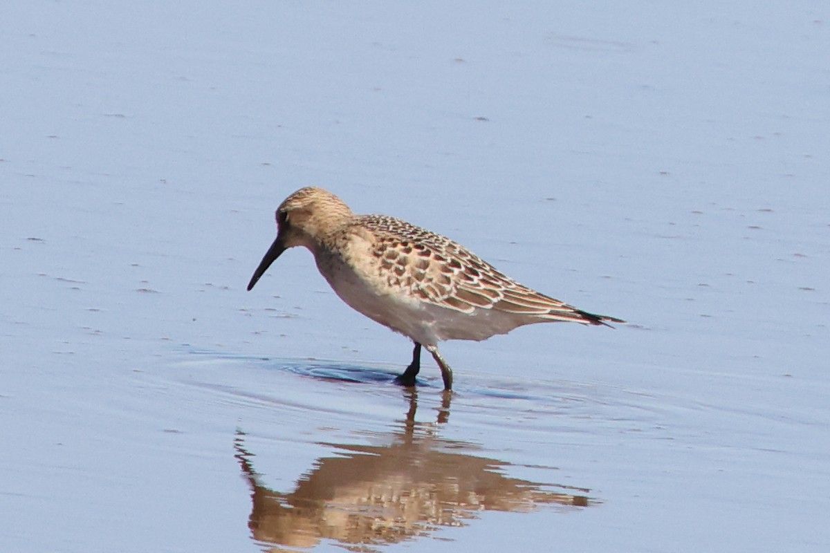 Baird's Sandpiper - ML642259499