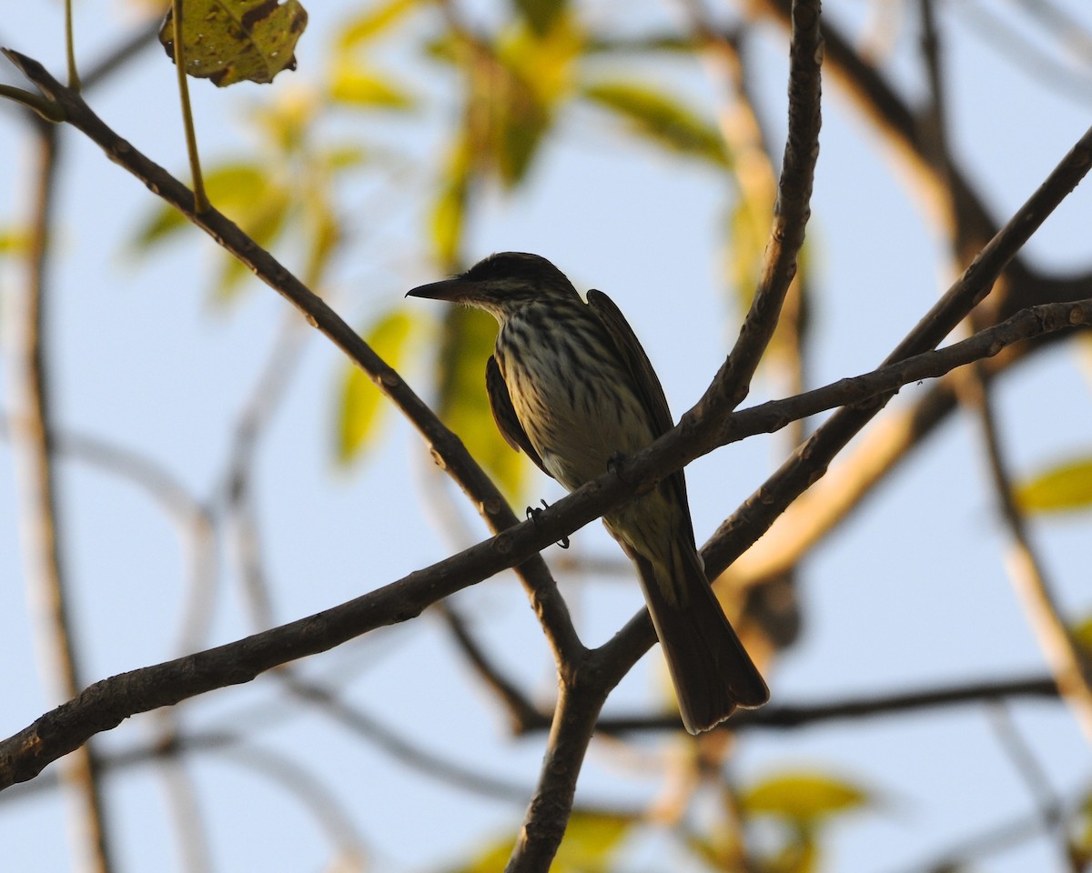 Streaked Flycatcher - ML642259508