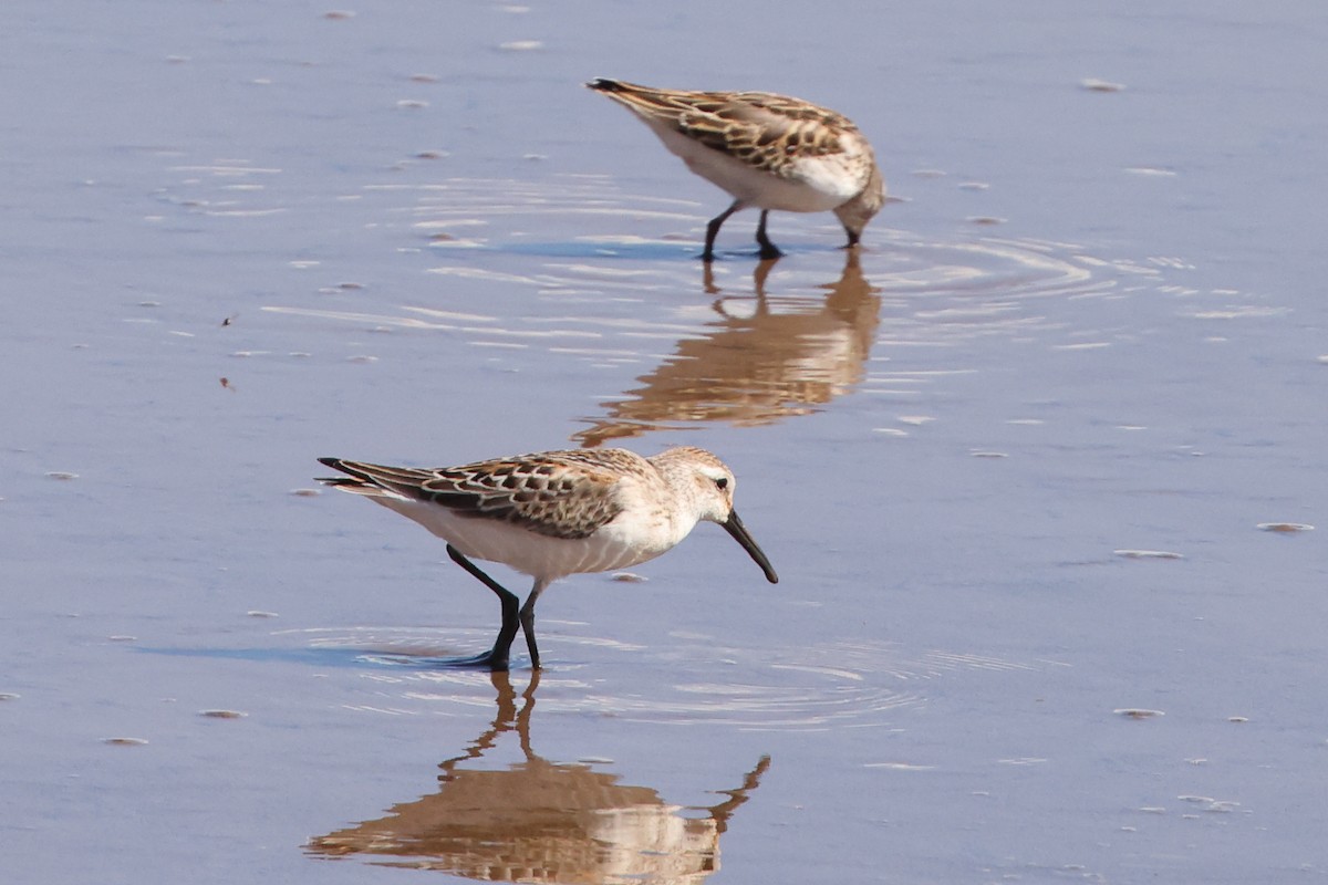 Western Sandpiper - ML642259513