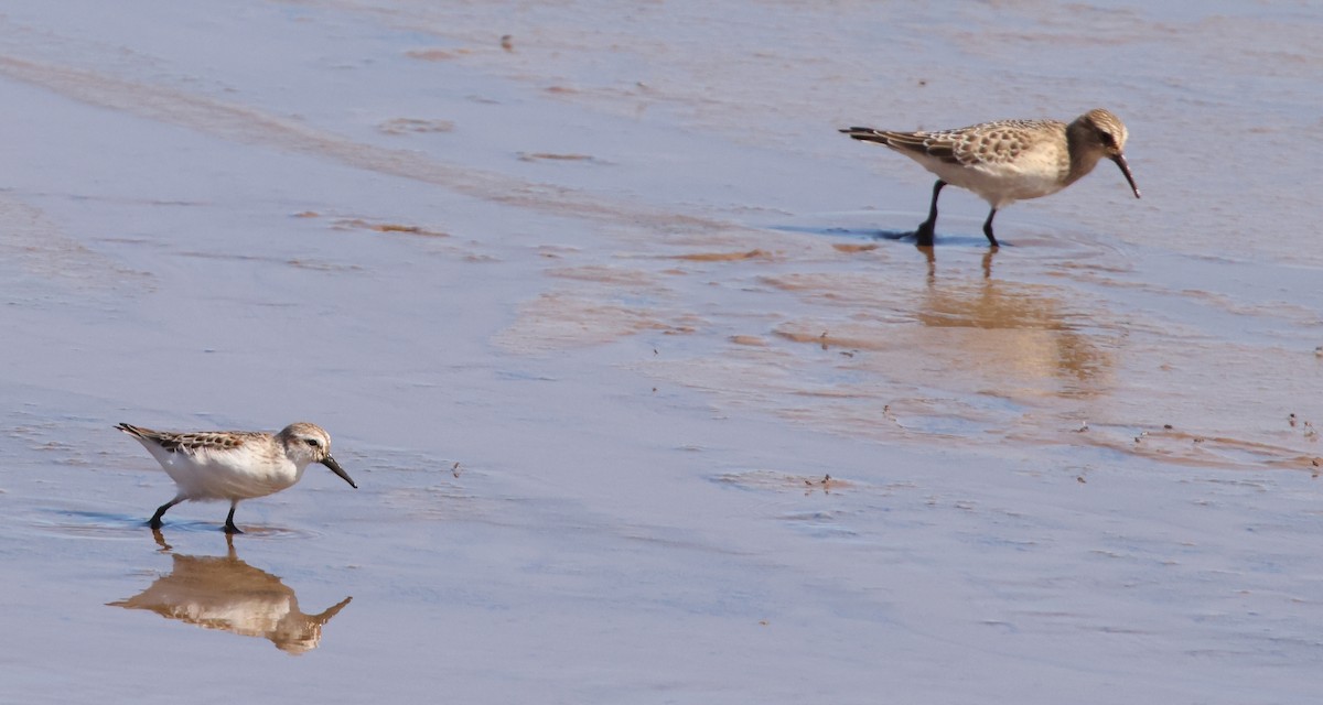 Western Sandpiper - ML642259514