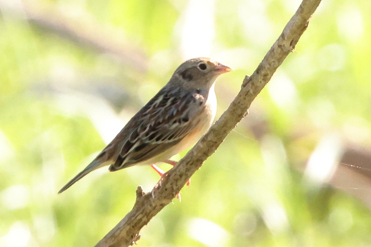 Grasshopper Sparrow - ML642259532