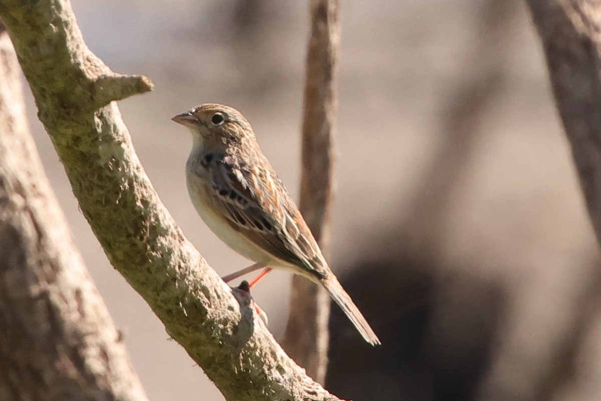 Grasshopper Sparrow - ML642259533