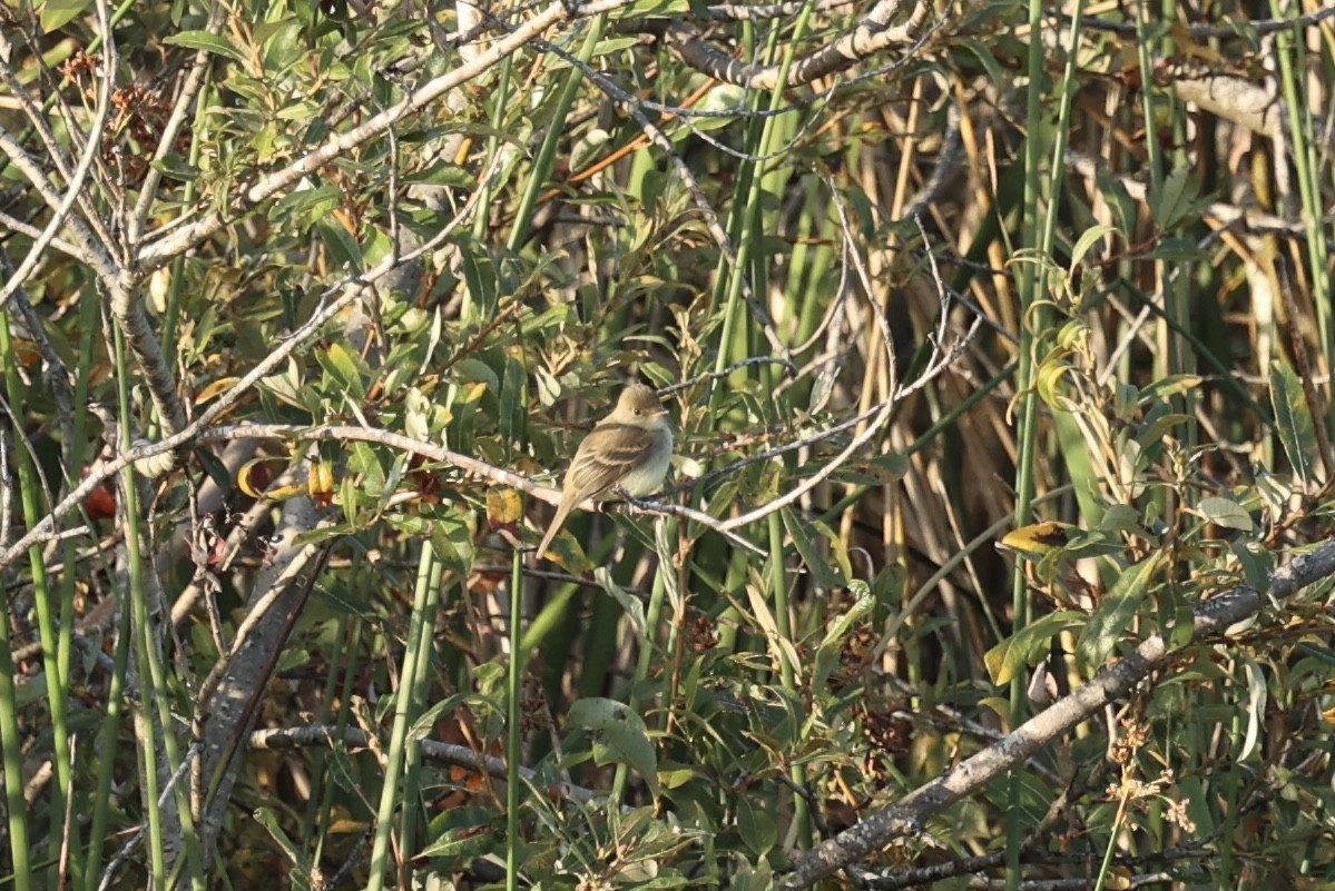 Willow Flycatcher - ML642259536