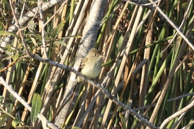 Willow Flycatcher - ML642259537